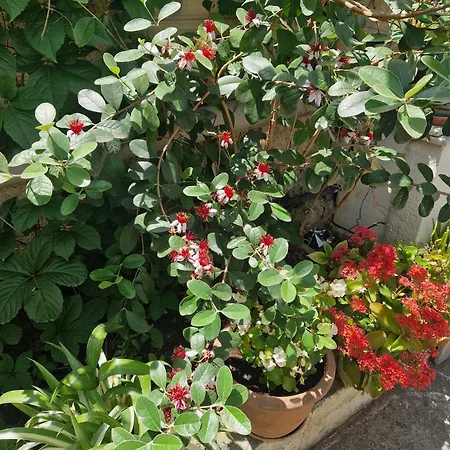 Appartement Garden Tirana